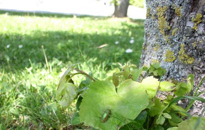 Auf der Spur von Linden-Prachtkäfer und Marmoriertem Rosenkäfer in Amberg