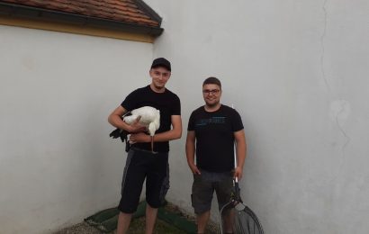 Verletzter Storch in Luhe-Wildenau gerettet