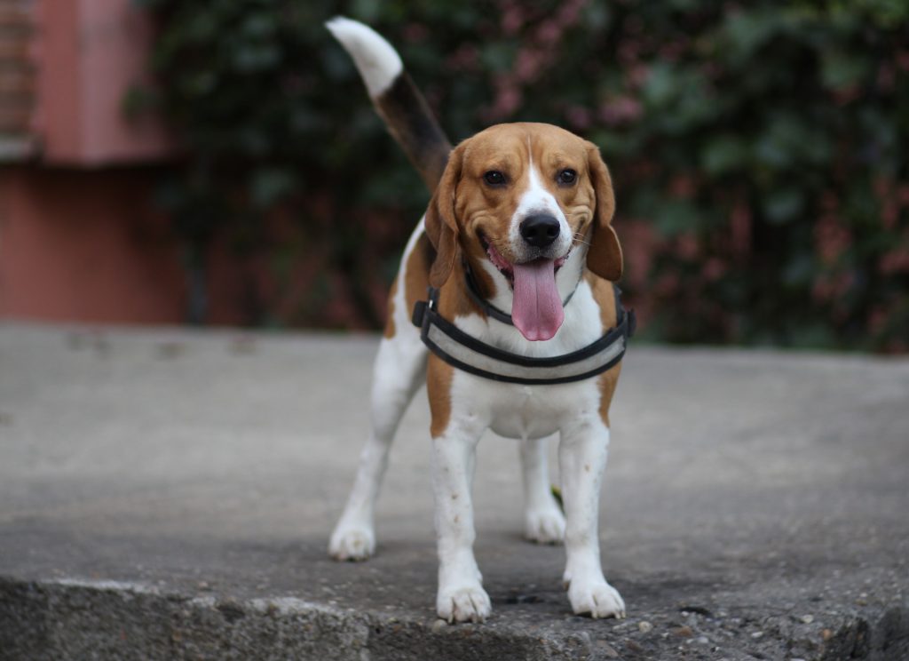 Symbolbild: Beagle