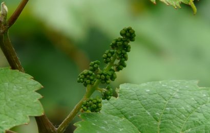 Weinstock in Wiesau entwendet