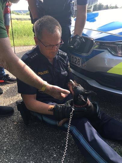 Der entlaufene Gucci konnte dann doch mit einem Leckerli gelockt werden Foto: Polizei