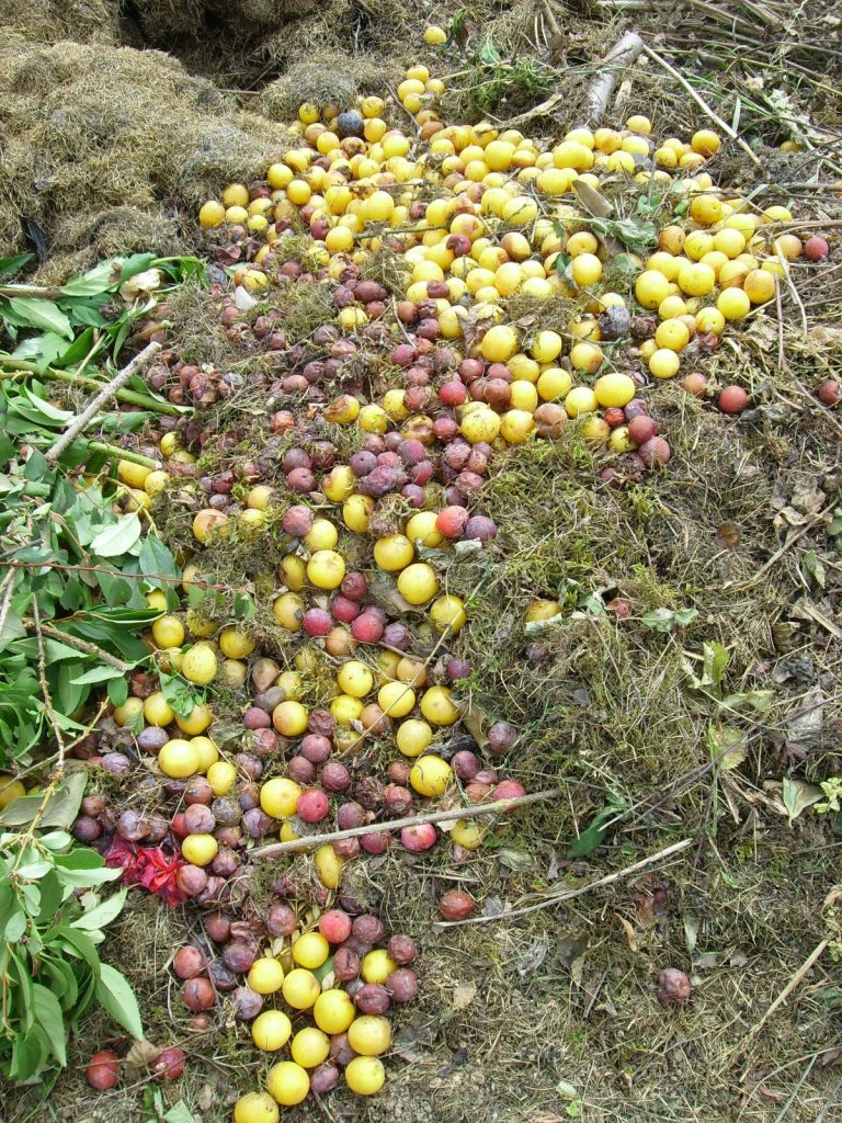 Symbolbild: Fallobst Quelle: Stadt Amberg © Monika Böhm-Weniger