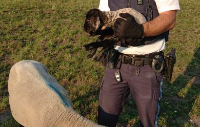 „Verfolgungsjagd“ mit einem Schaf am Steinberger See