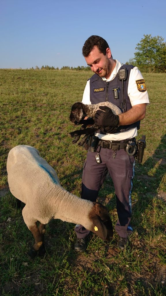 Das "verlorene" Schaf konnte dann doch noch eingefangen werden Foto: Polizei Schwandorf