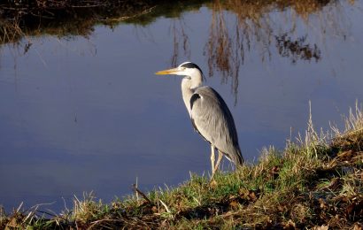 Verletzten Fischreiher geborgen