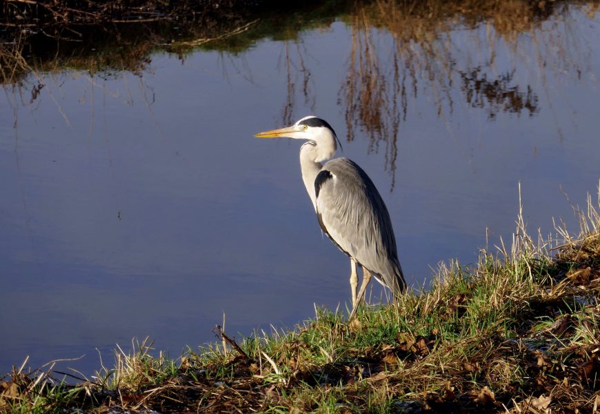 Verletzten Fischreiher geborgen