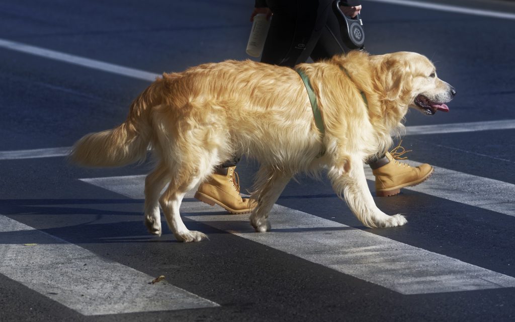 Symbolbild: Fußgänger mit Hund