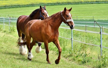 Weidezaun in Stamsried beschädigt