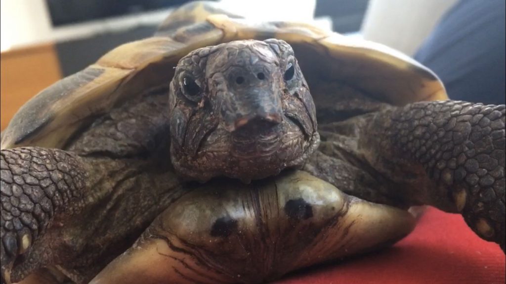 Der Dieb wird gebeten, die Schildkröte wieder seiner Besitzerin, einem nun traurigem Mädchen, zurückzubringen Quelle: Polizei