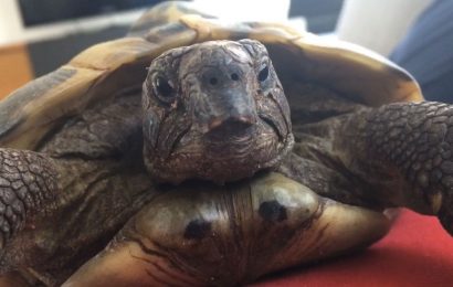 Diebstahl einer griechischen Landschildkröte in Marienthal