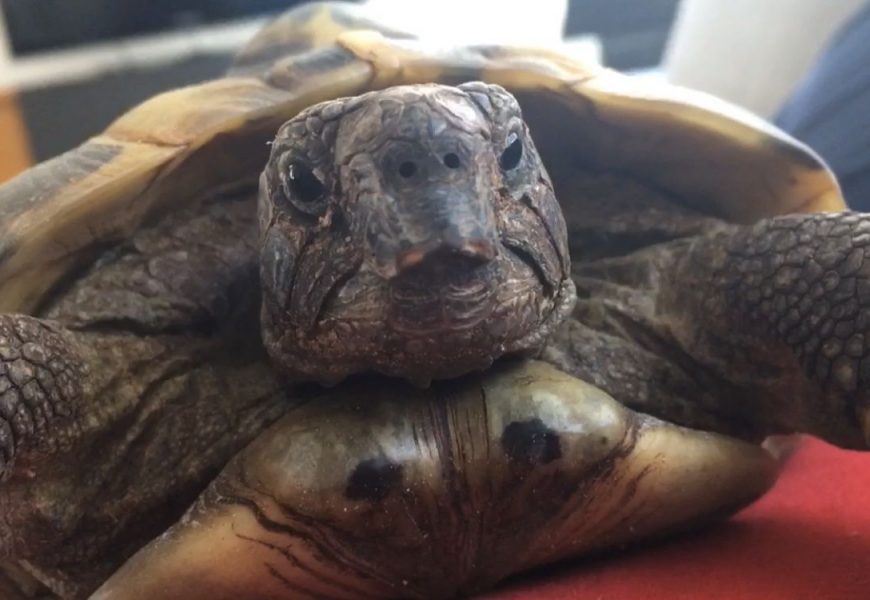 Diebstahl einer griechischen Landschildkröte in Marienthal Diebstahl einer griechischen Landschildkröte in Marienthal