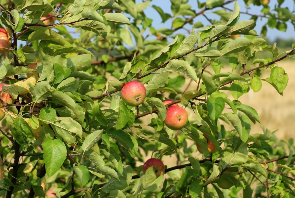 Symbolbild: Apfelbaum