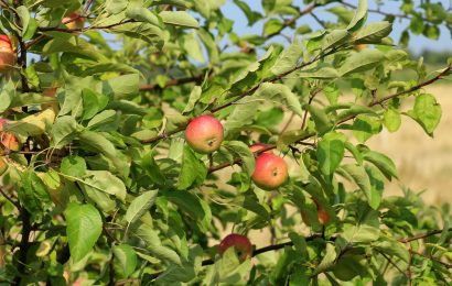 Diebstahl eines Apfelbaumes in Regenstauf