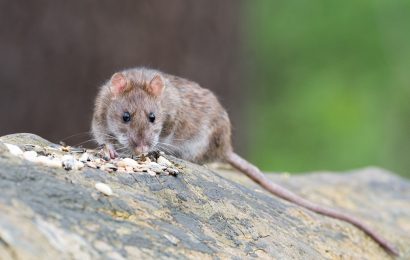 Ab 5. Oktober wird eine einwöchige Rattenbekämpfungsaktion in Amberg durchgeführt