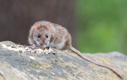 Verdacht der Tierquälerei – Weidener Polizei ermittelt