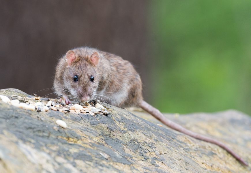 Verdacht der Tierquälerei – Weidener Polizei ermittelt