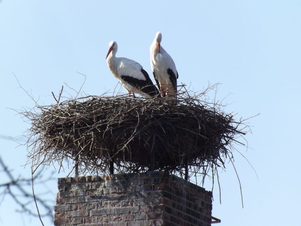 Symbolfoto: Storchennest