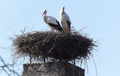 Storchennest auf Kamin in Blaibach beschädigt – Kein Tier verletzt