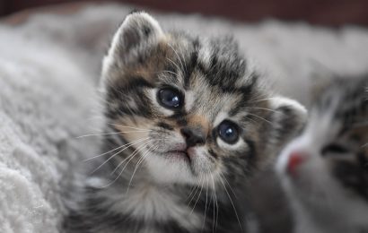 Vier lebende Katzenbabys bei Traitsching als Müll entsorgt