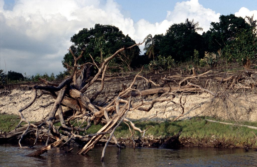 Symbolbild: Amazonas