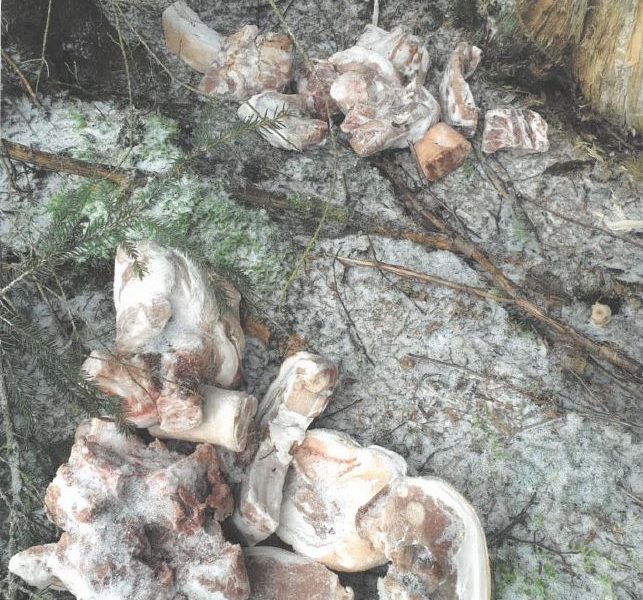 Fleischentsorgung im Wald bei Tännesberg Fleischentsorgung im Wald bei Tännesberg