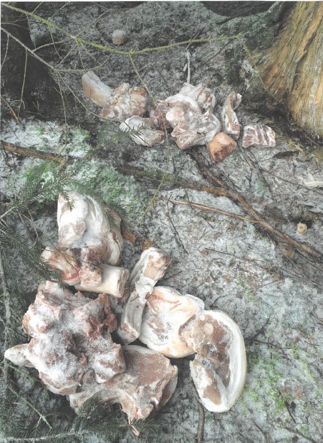 Illegal entsorgtes Fleisch in einem Wald bei Tännesberg Foto: Polizei