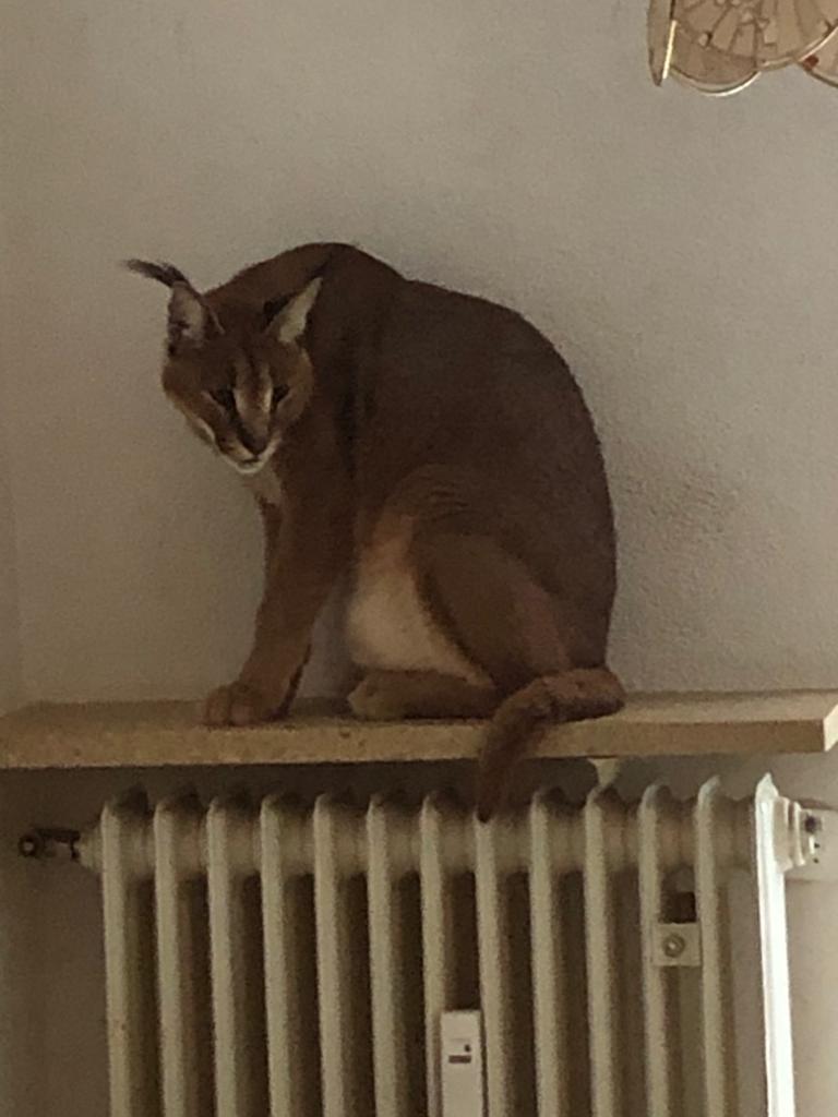 Der Wüstenluchs wurde aus der Weidener Wohnung "befreit" Foto: Polizei