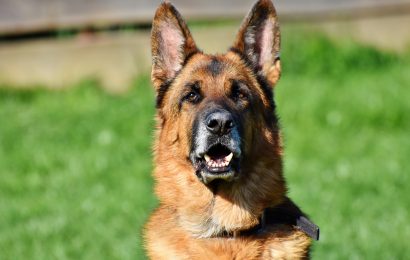 Postzustellerin von Schäferhund gebissen