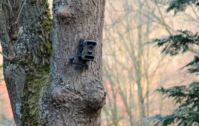 Diebstahl einer Wildkamera in Waldstück nahe Königstein