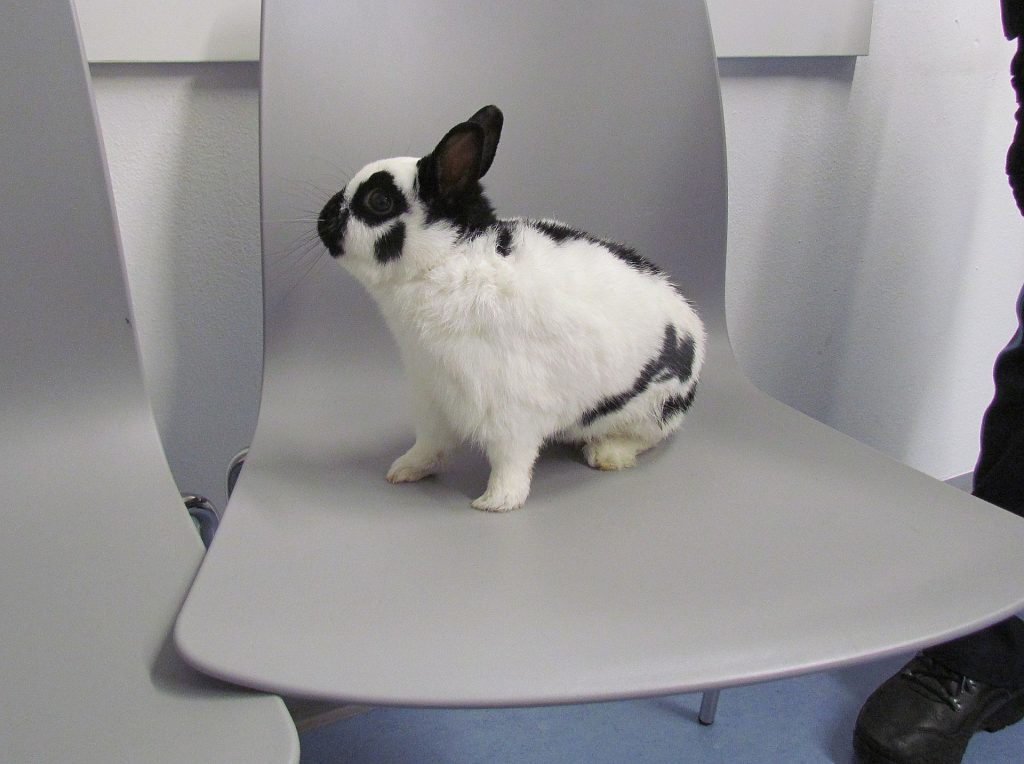 Der aufgefundene Hase wurde ins Tierheim Schwandorf gebracht und wartet dort auf seinen Besitzer Foto: Polizei
