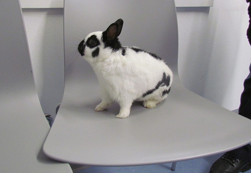 Hase in Schwandorf gefunden