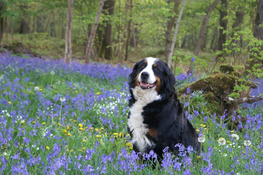 Symbolbild: Berner Sennenhund