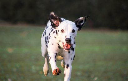 Fahrertüre am Steinberger See durch Hund verkratzt