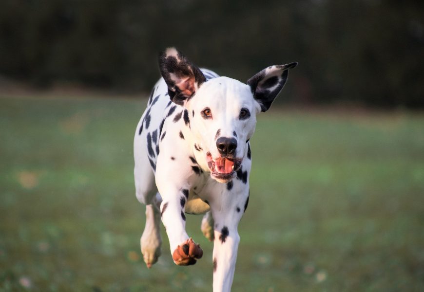 Fahrertüre am Steinberger See durch Hund verkratzt