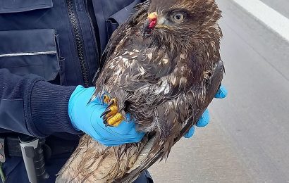 Waidhauser Zöllner als „Lebensretter“ – verletzter Mäusebussard geborgen