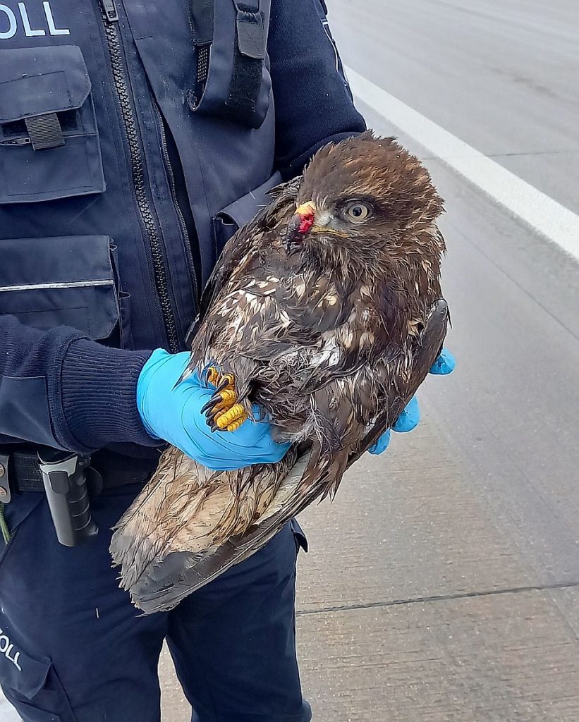 Bild (Hauptzollamt Regensburg): verletzter Mäusebussard in guten Händen