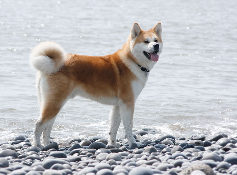 Vergleichsbild Akita-Inu (Quelle Zoo Royal / Polizei)