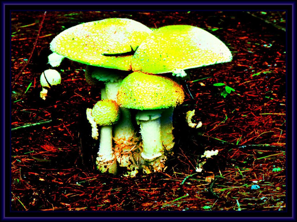Symbolbild: Magic Mushrooms Quelle: flickr.com/photos/dippy_duck/