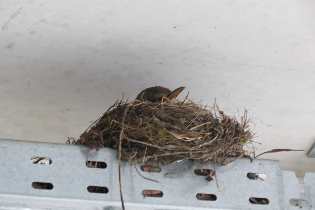 Zwitschernder Nachwuchs bei der Neumarkter Polizei Bild: Böllet, PI Neumarkt