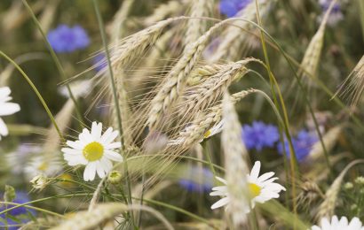 „Der Weg zum Bio-Betrieb“ – Infoveranstaltung für umstellungsinteressierte Landwirte