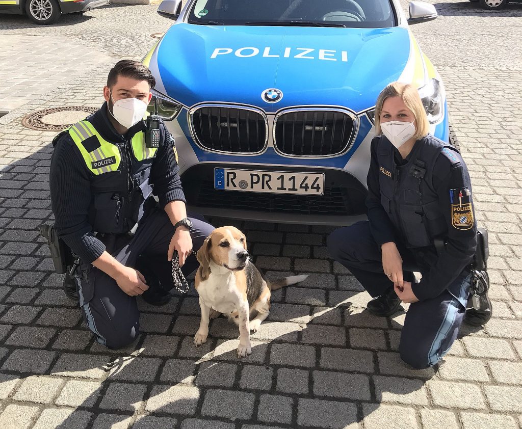 Bereits zum zweiten Mal kam der Beagle in polizeiliche Obhut Foto: Polizei Amberg