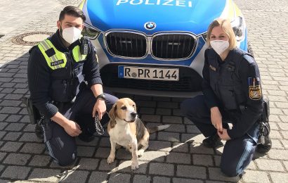 Polizeibekannter Beagle in Amberg aufgegriffen