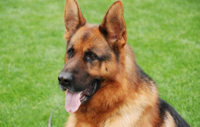 Entwichener Schäferhund in Sulzbach-Rosenberg durch Polizei aufgegriffen