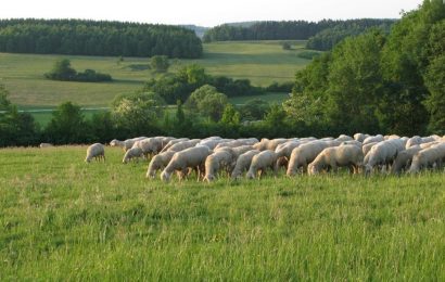 Schafe sind wertvolle Helfer bei der Pflege der artenreichen Magerrasen im Landschaftsschutzgebiet Ammerbachtal. Foto: Bernhard Frank