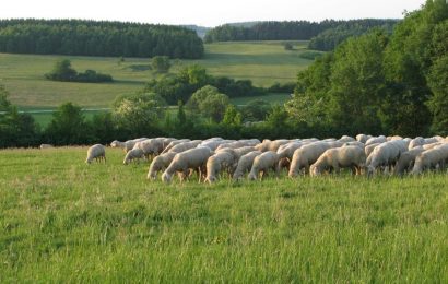 Von artenreichen Feuchtwiesen an der Vils bis zu den Kalkmagerrasen am Erzberg