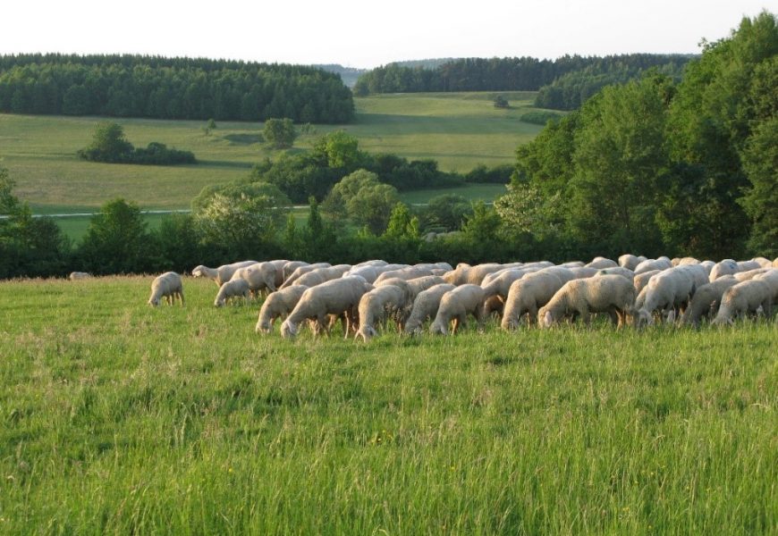 Von artenreichen Feuchtwiesen an der Vils bis zu den Kalkmagerrasen am Erzberg