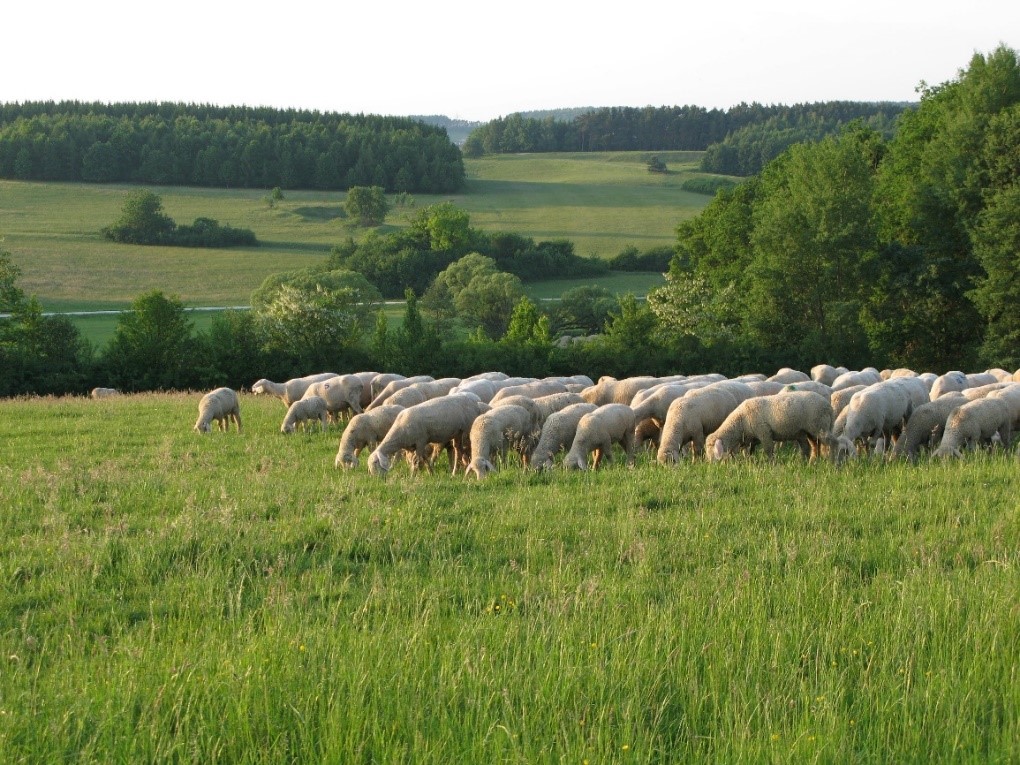 Schafe sind wertvolle Helfer bei der Pflege der artenreichen Magerrasen im Landschaftsschutzgebiet Ammerbachtal. Foto: Bernhard Frank