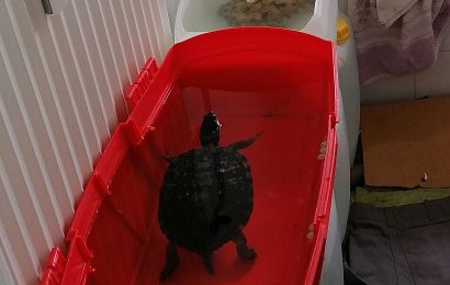 Die beiden Schildkröten wurden mehrere Wochen lang in den Plastikwannen gehalten Foto: Polizei Regensburg