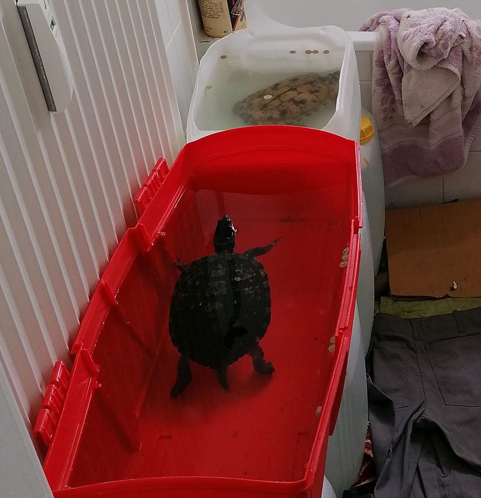 Die beiden Schildkröten wurden mehrere Wochen lang in den Plastikwannen gehalten Foto: Polizei Regensburg 