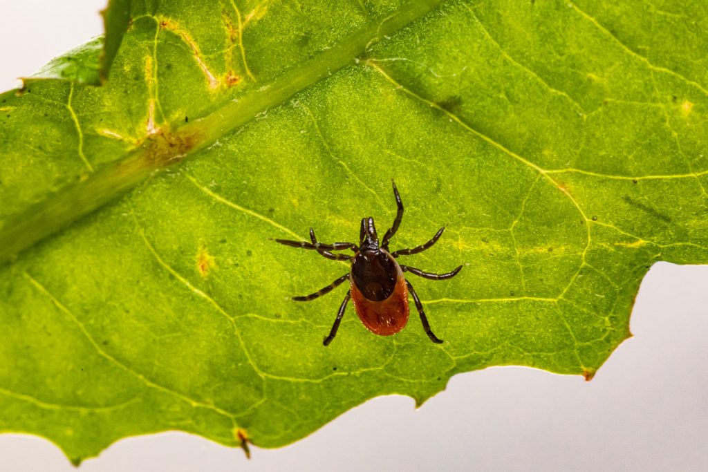 Der Blutsauger wartet auf einem Blatt auf sein Opfer